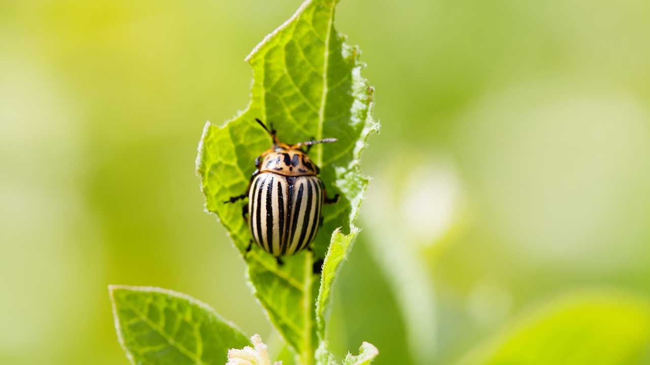 How To Grow A Small Batch Of Cannabis Plants Outside