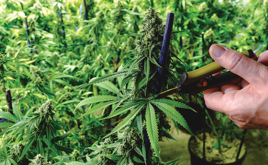 How To Grow A Small Batch Of Cannabis Plants Outside