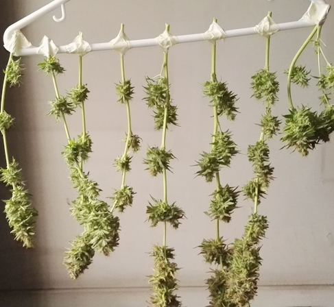 How To Grow A Small Batch Of Cannabis Plants Outside