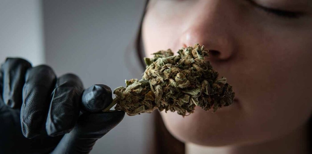 How To Tell When Your Cannabis Goes Bad?