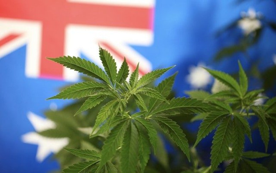 Malana Cream: All You Need To Know About This Hash Cream | Herb