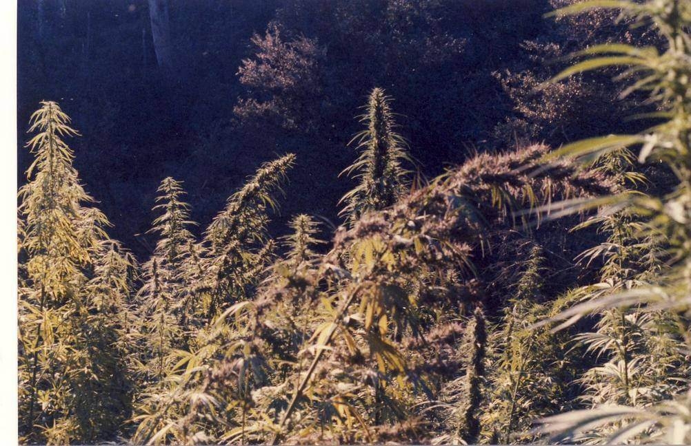 Australian Weed: Everything You Need to Know