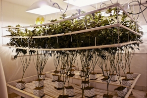 What is Hydroponic Weed? The Pros and Cons of Hydroponics vs. Soil