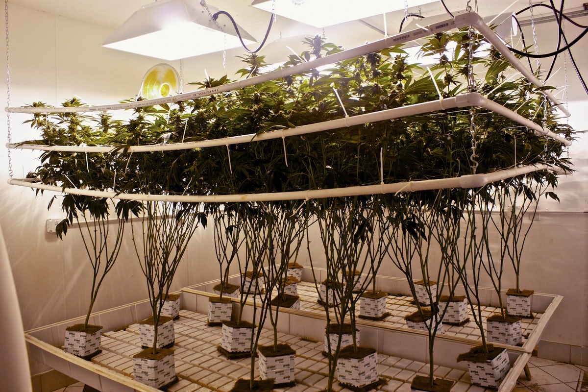 What is Hydroponic Weed? The Pros and Cons of Hydroponics vs. Soil