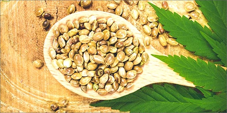 Raw cannabis seeds promote health