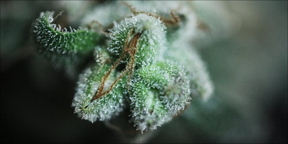 Cannabis Calyxes: Do You Know The Most Resinous Part Of The Plant?
