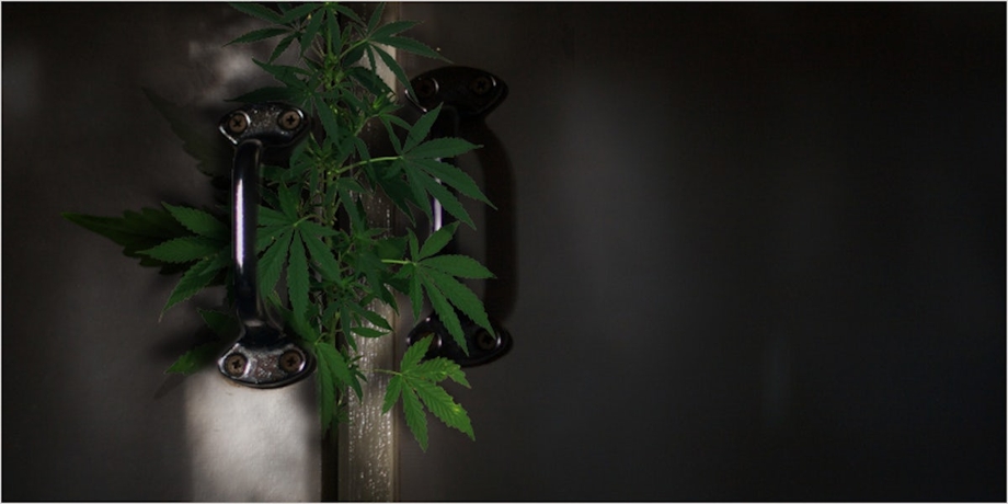 If You’ve Ever Wanted A Closet Grow, This Is What You’ll Need