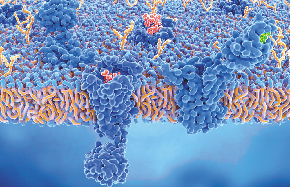 Why Do We Have Cannabinoid Receptors?
