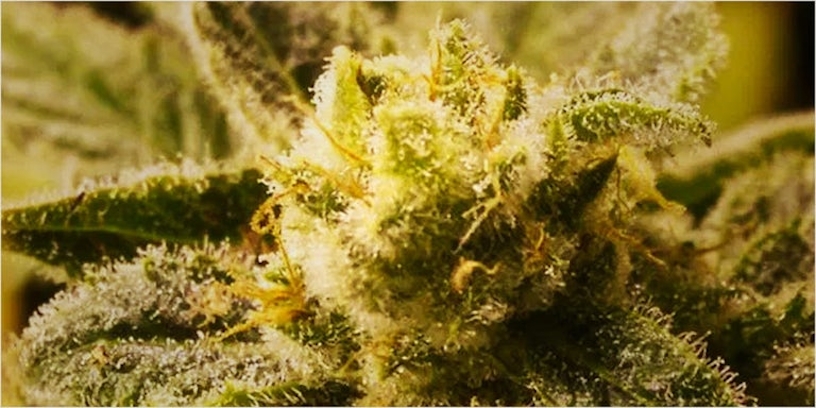Female Cannabis plants