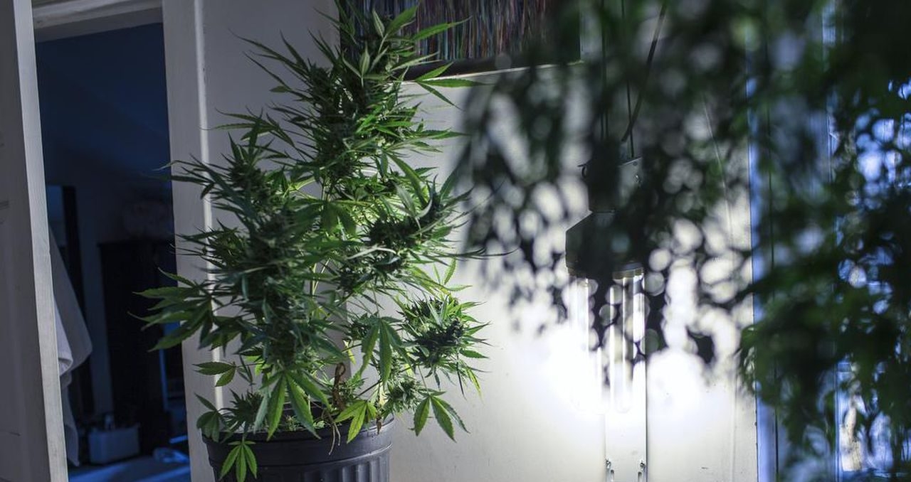 Strains Sense: The Best Strains For Your Immune System