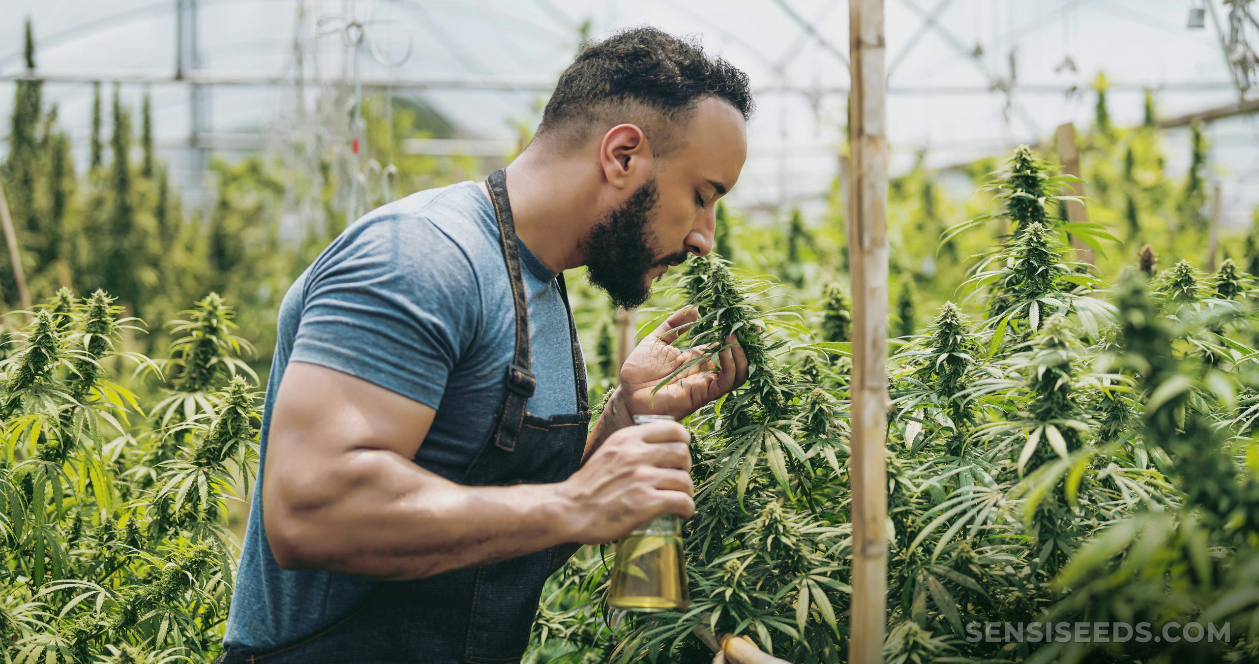 What Are Cannabis Terpenes And What Do They Do?