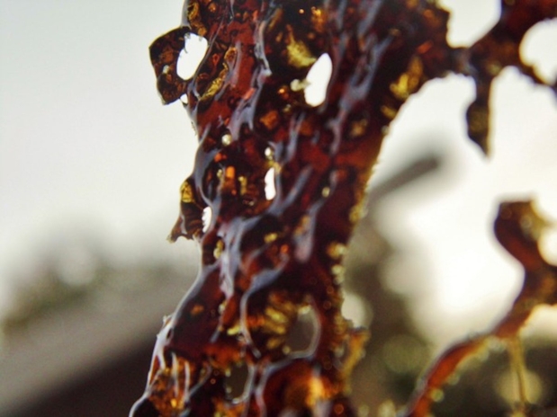 What’s the Difference Between Marijuana Wax and Shatter?