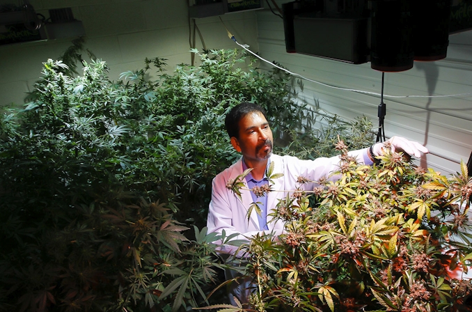Cannabis Budtender Certification: A Complete Guide