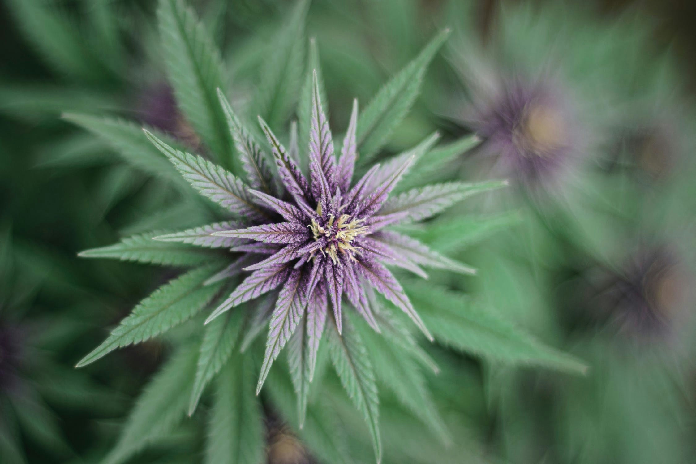 Weed Colors: What Are They And What Do They Mean