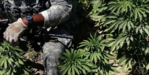 Feds Just Approved Medical Marijuana Access For Veterans