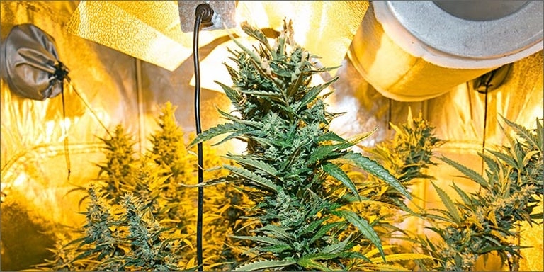 4. Grow Your Own weed to save money
