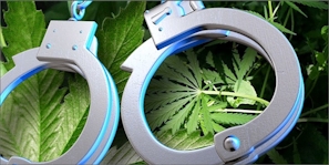 4 Things You Need To Know If You’re Charged With Cannabis Possession