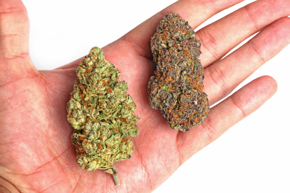 Indica vs. Sativa vs. Hybrid: Diferences