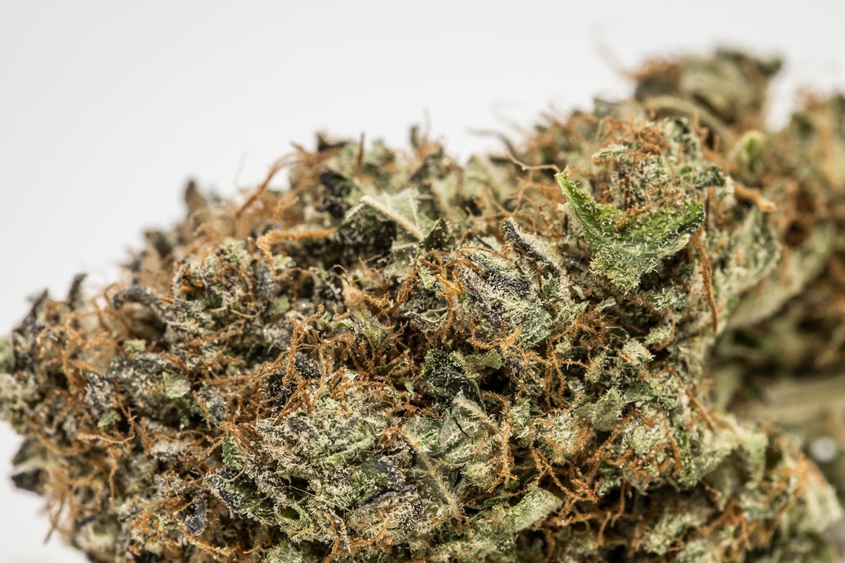 The Strongest Indica Strains On Earth Right Now Herb