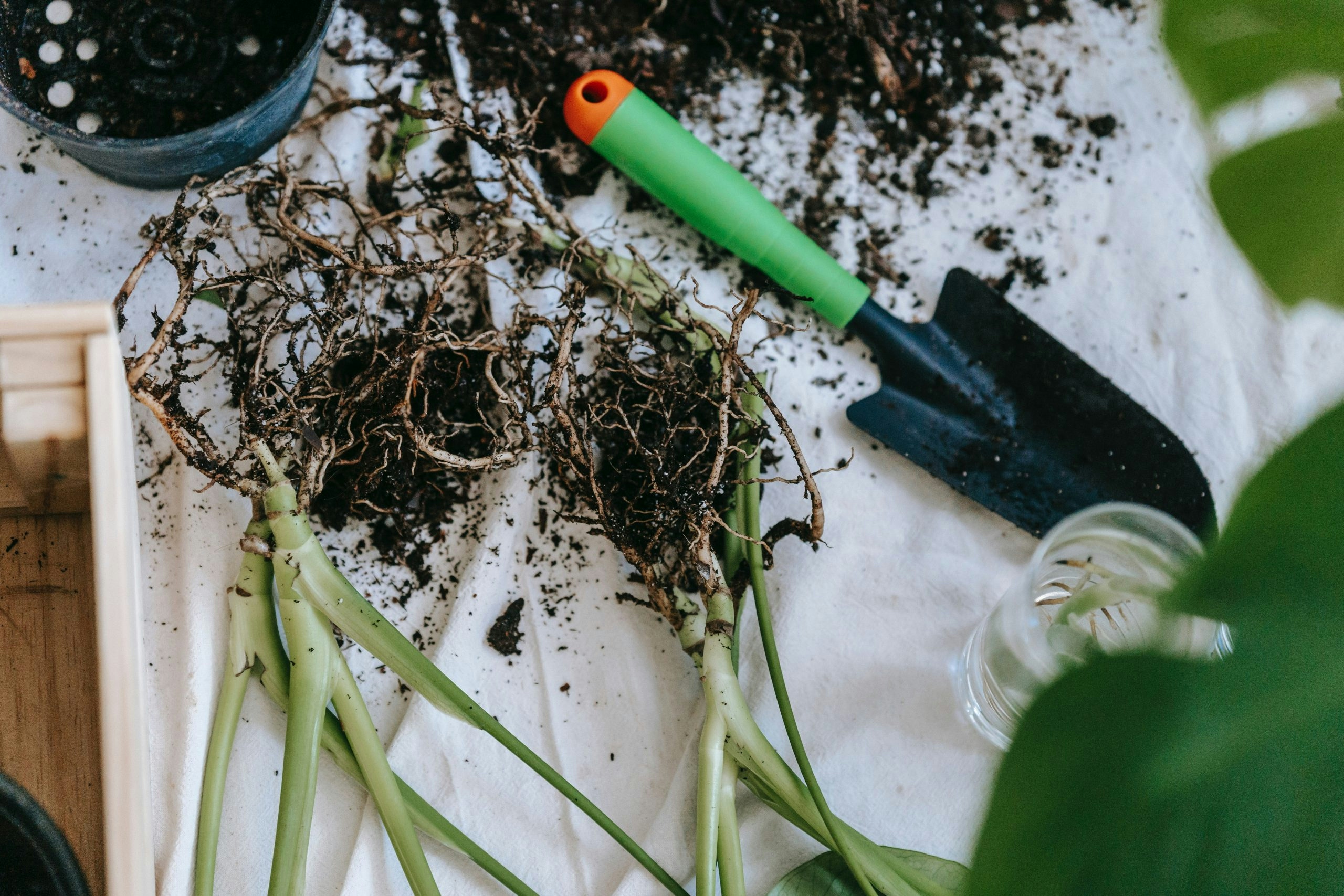 5 Reasons To Love Cannabis Roots And How To Use Them