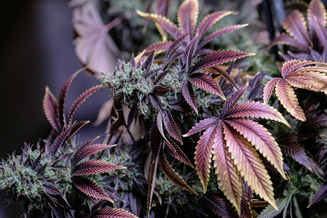 The Effects Of Weed On Your Health