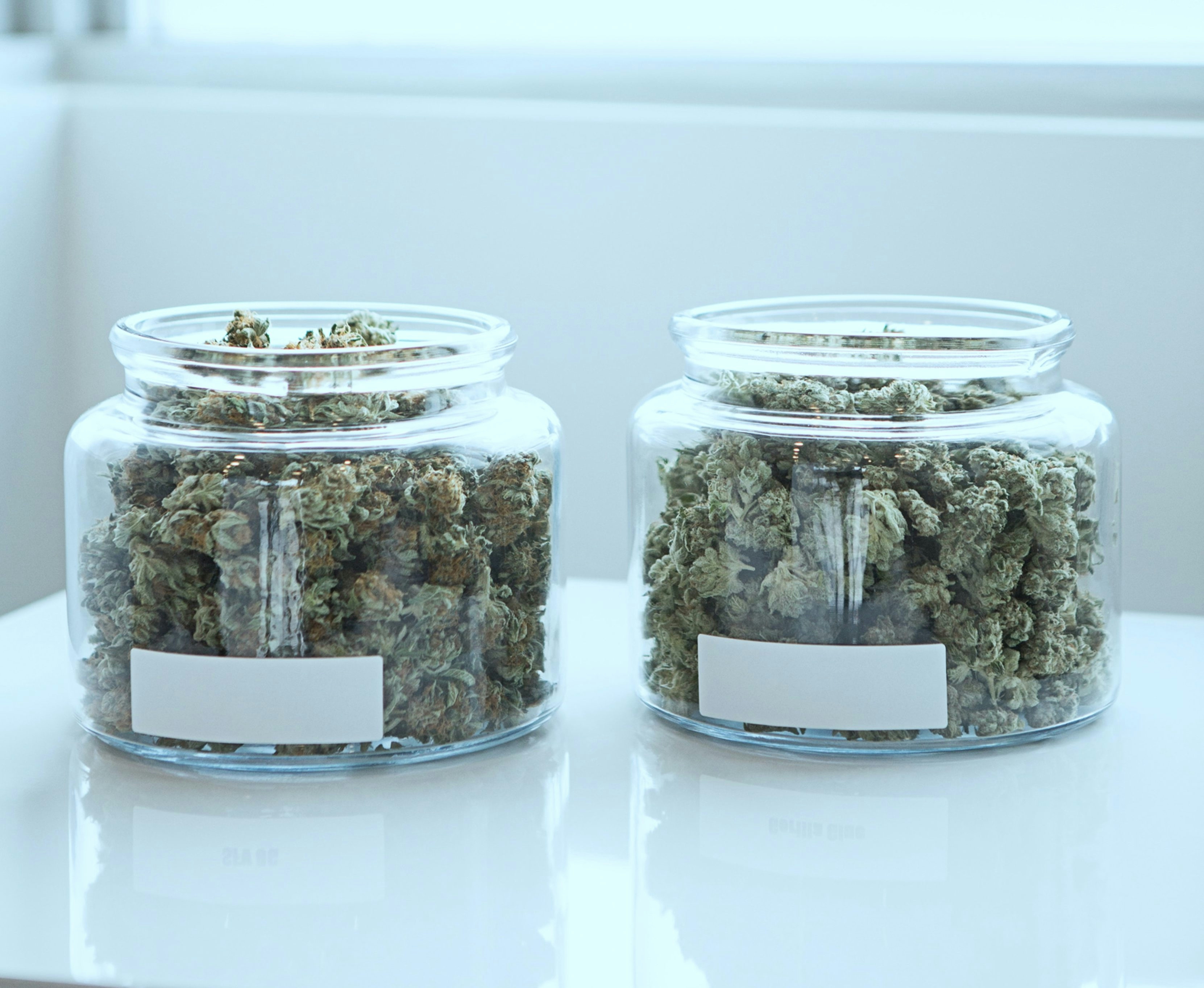 Herb’s Guide To The Best Things To Do On 420