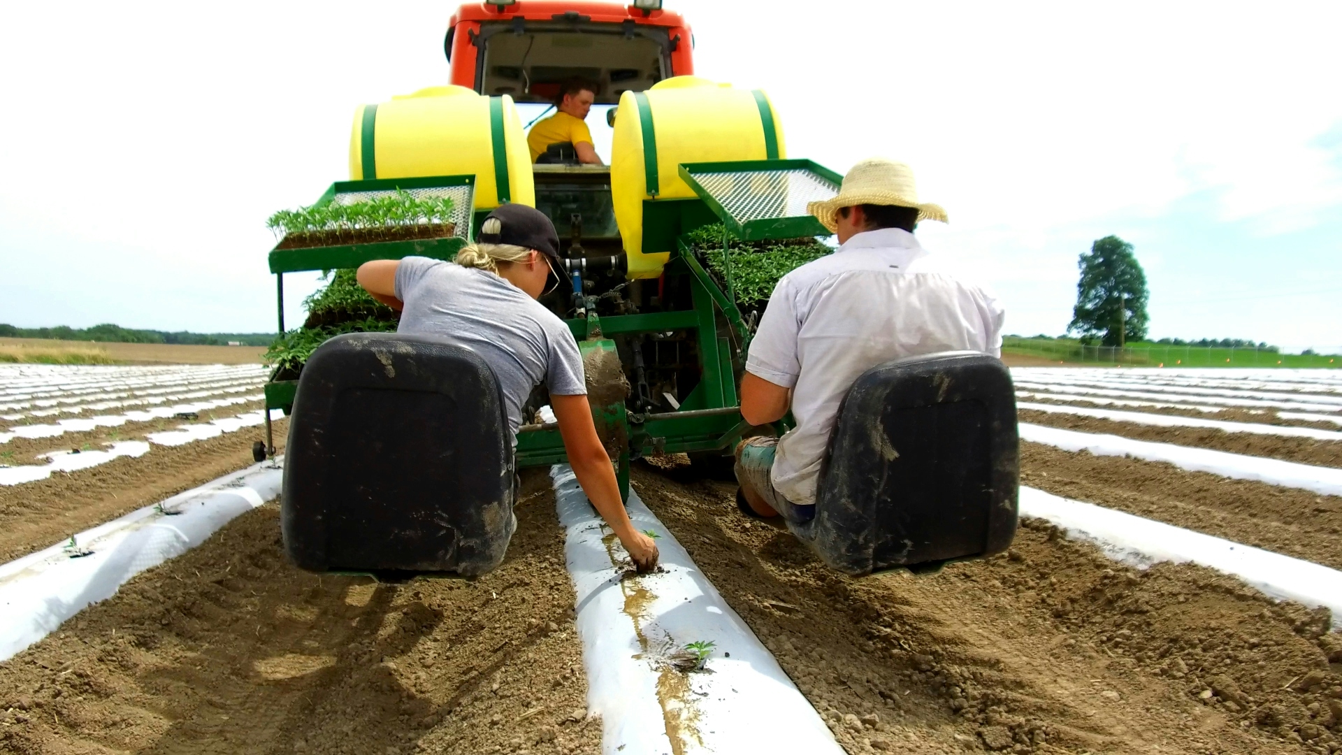 What A 100-Acre Cannabis Farm Looks Like