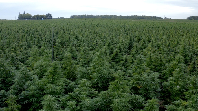 100 acre cannabis farm