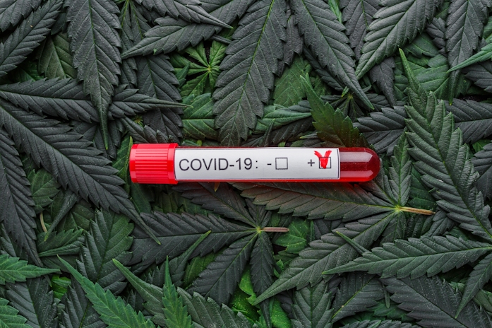 Could Cannabis Prevent and Treat Coronavirus?