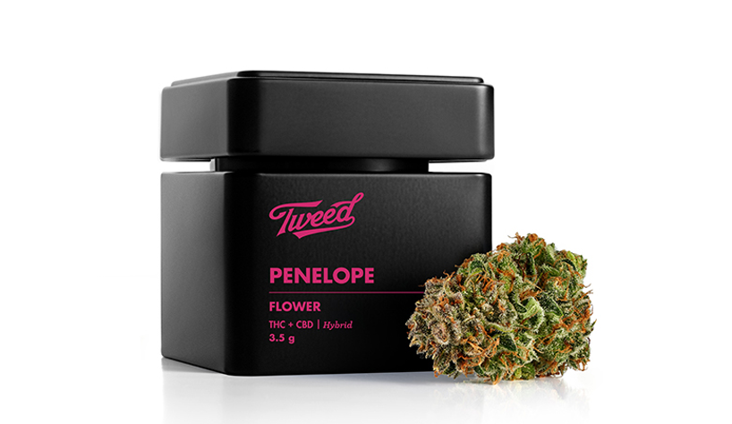 Weed for Wandering Travelers: Hobo in Toronto