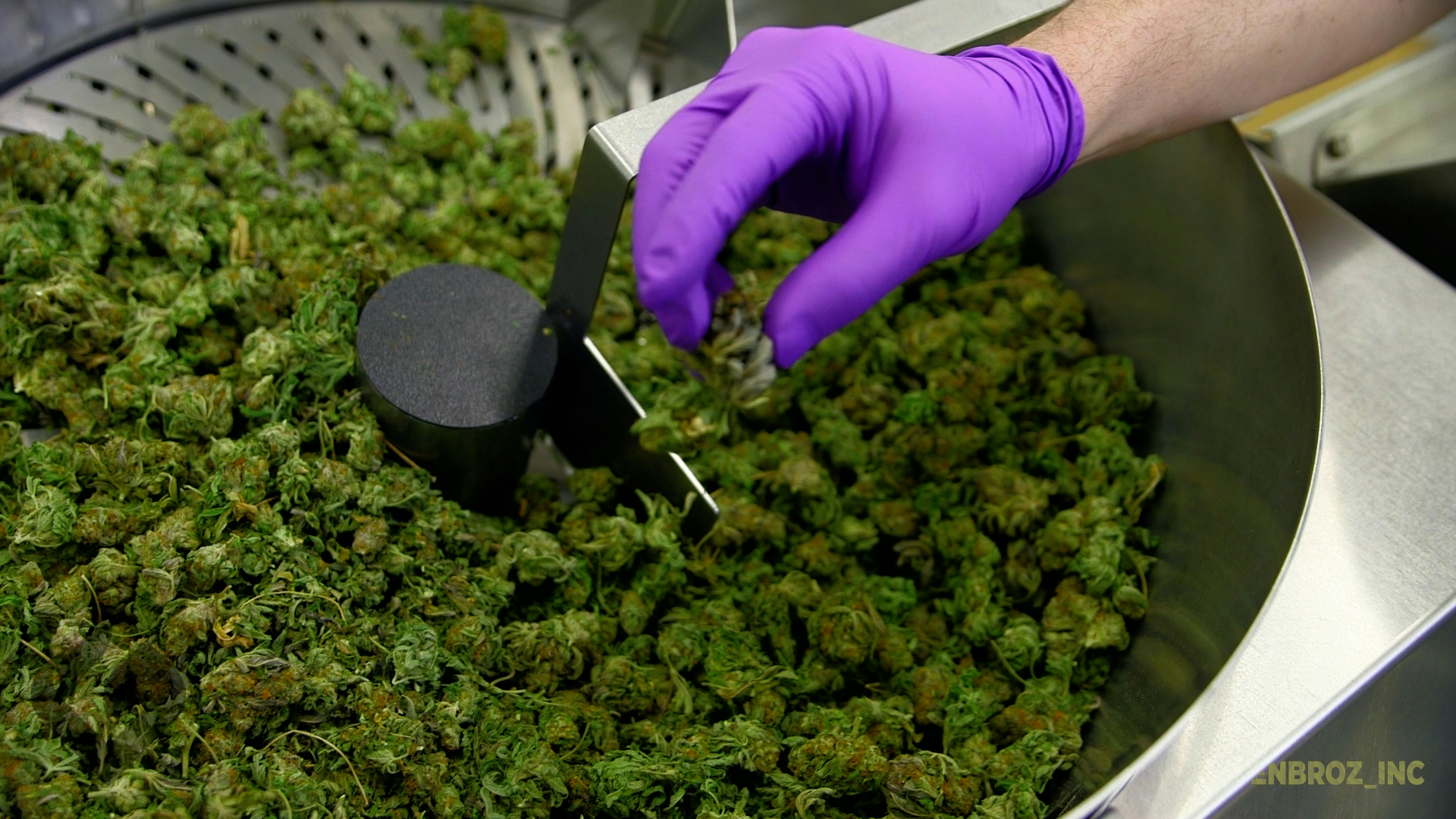 How to Automate Your Cannabis Harvest Without Damaging Your Flower