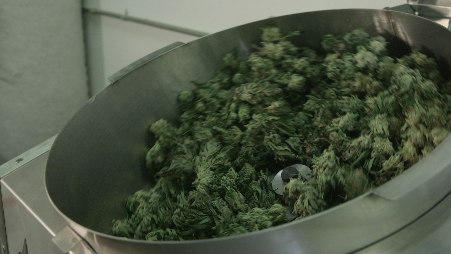 How to Automate Your Cannabis Harvest Without Damaging Your Flower