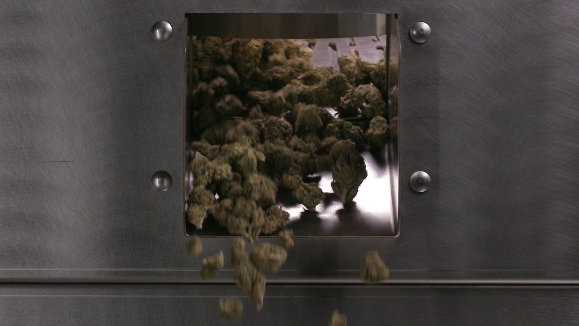 How to Automate Your Cannabis Harvest Without Damaging Your Flower