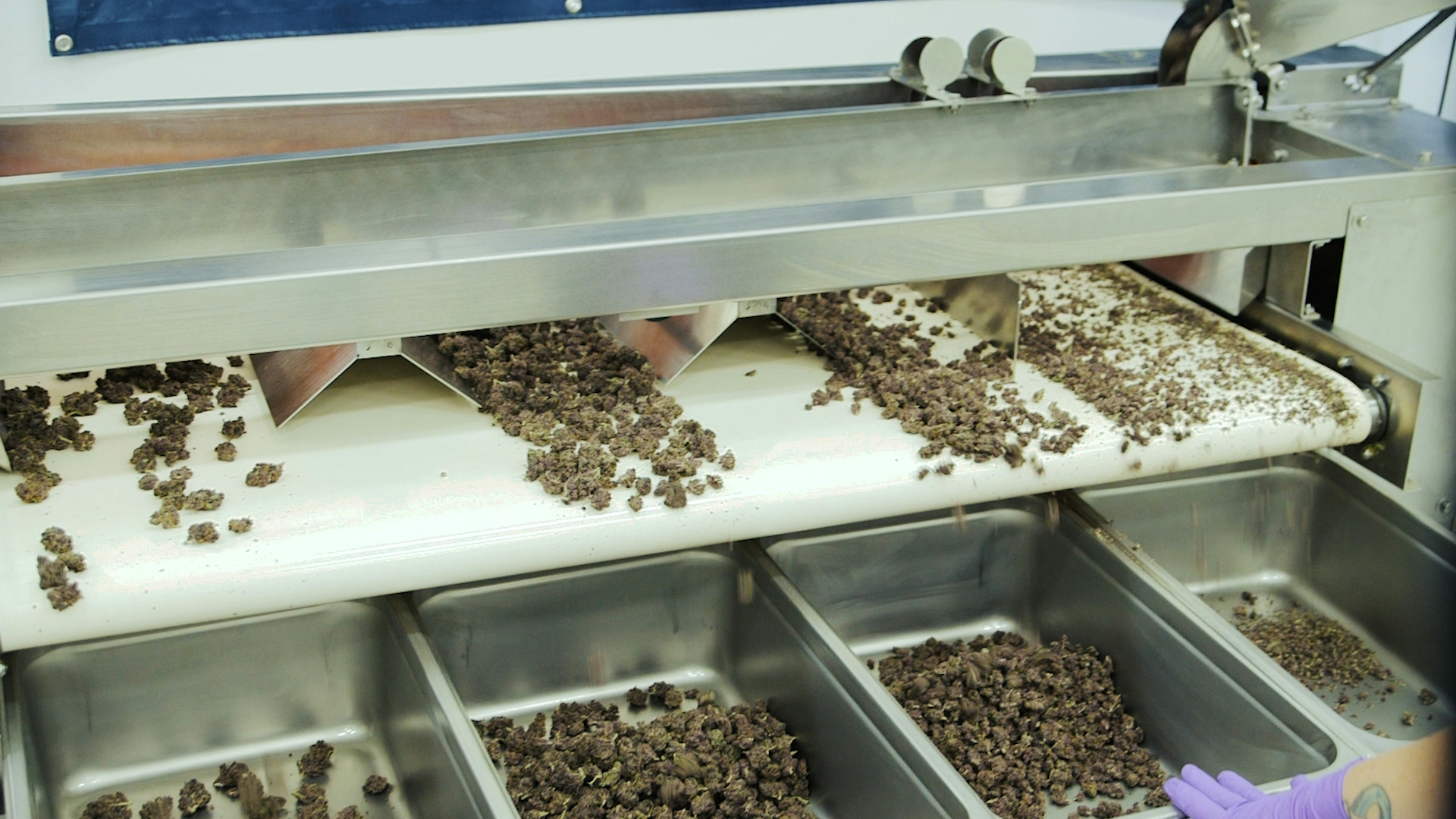 How to Automate Your Cannabis Harvest Without Damaging Your Flower