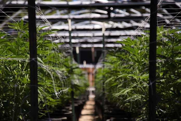 How to Automate Your Cannabis Harvest Without Damaging Your Flower