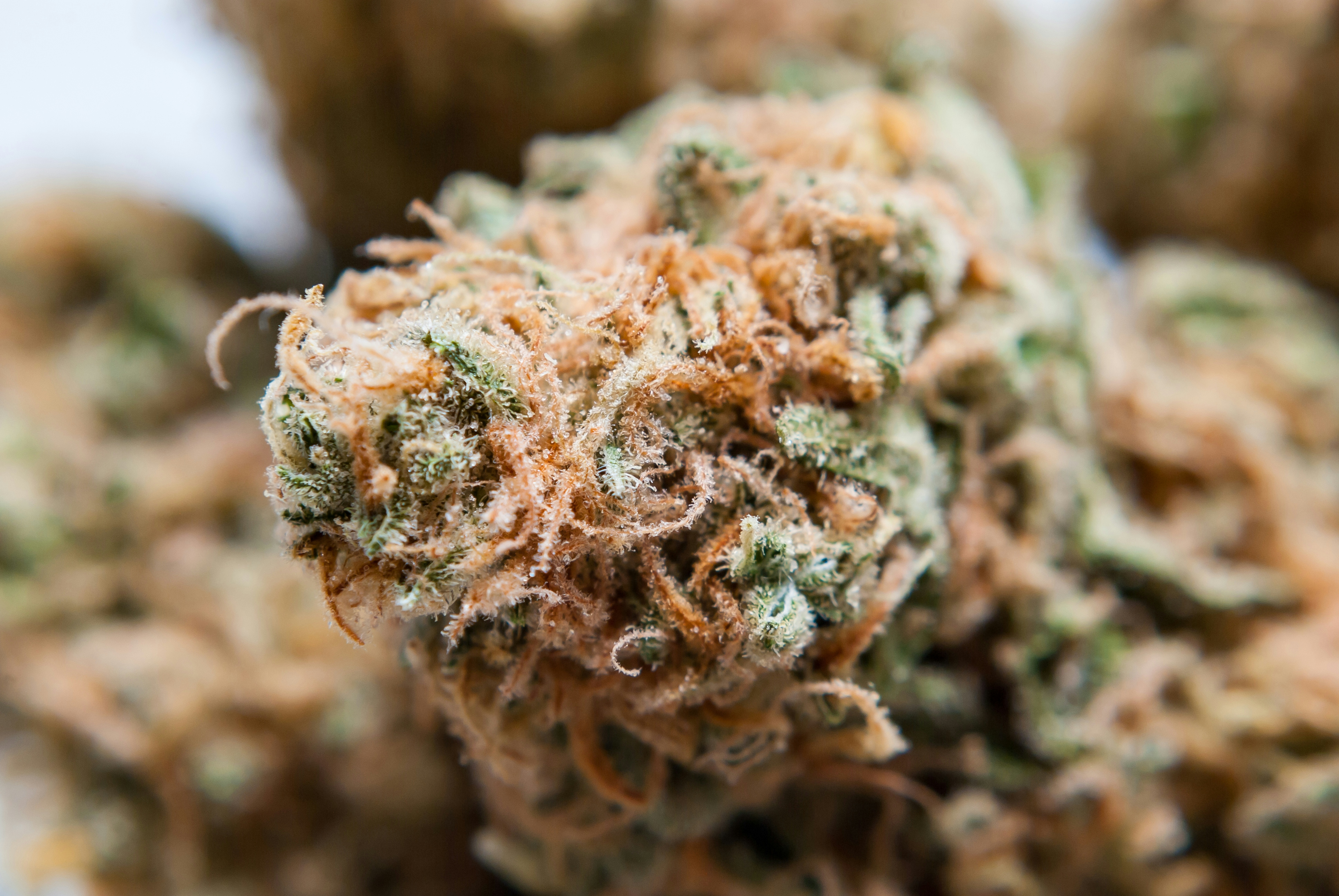 Best Indica Strains