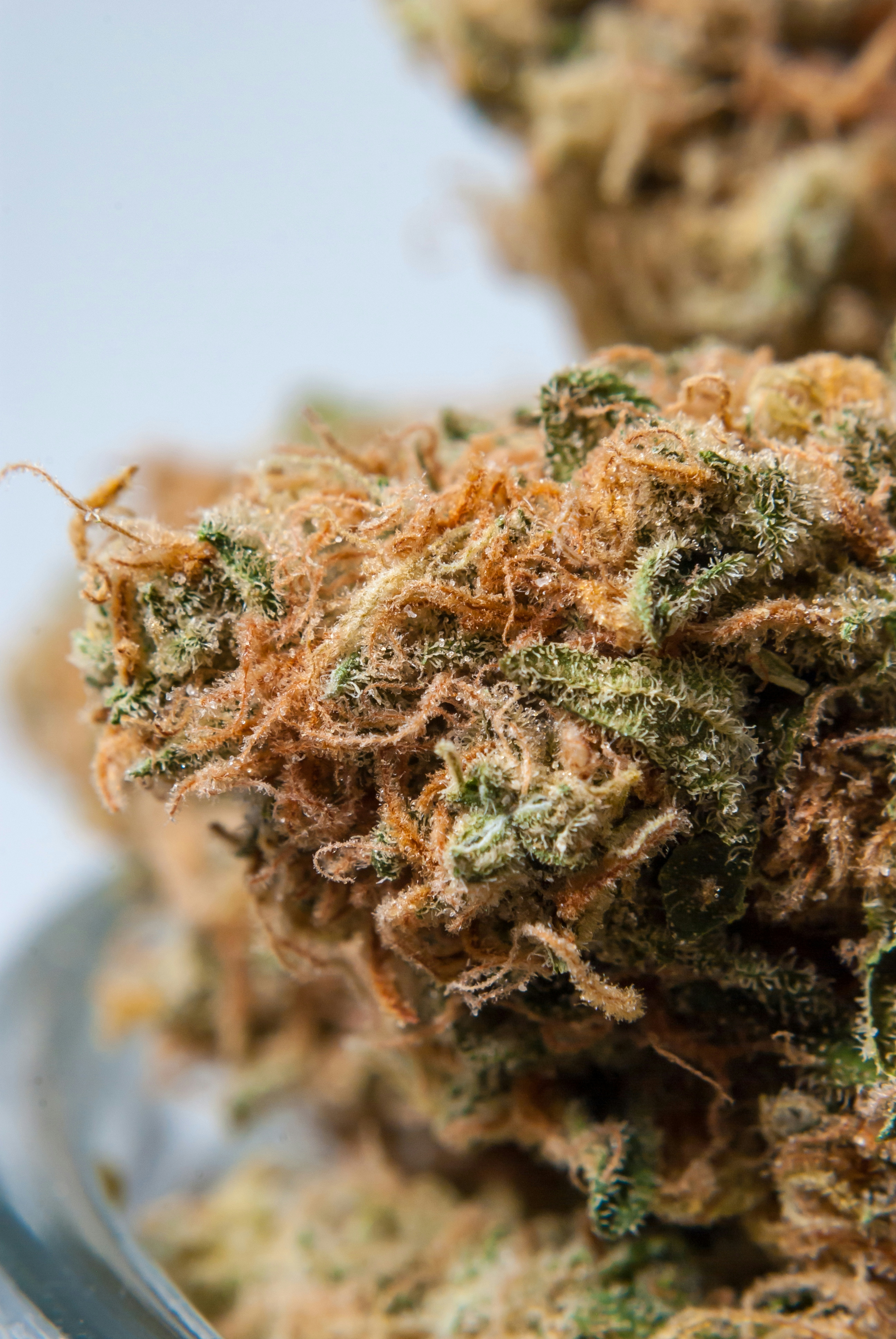 Best Indica Strains