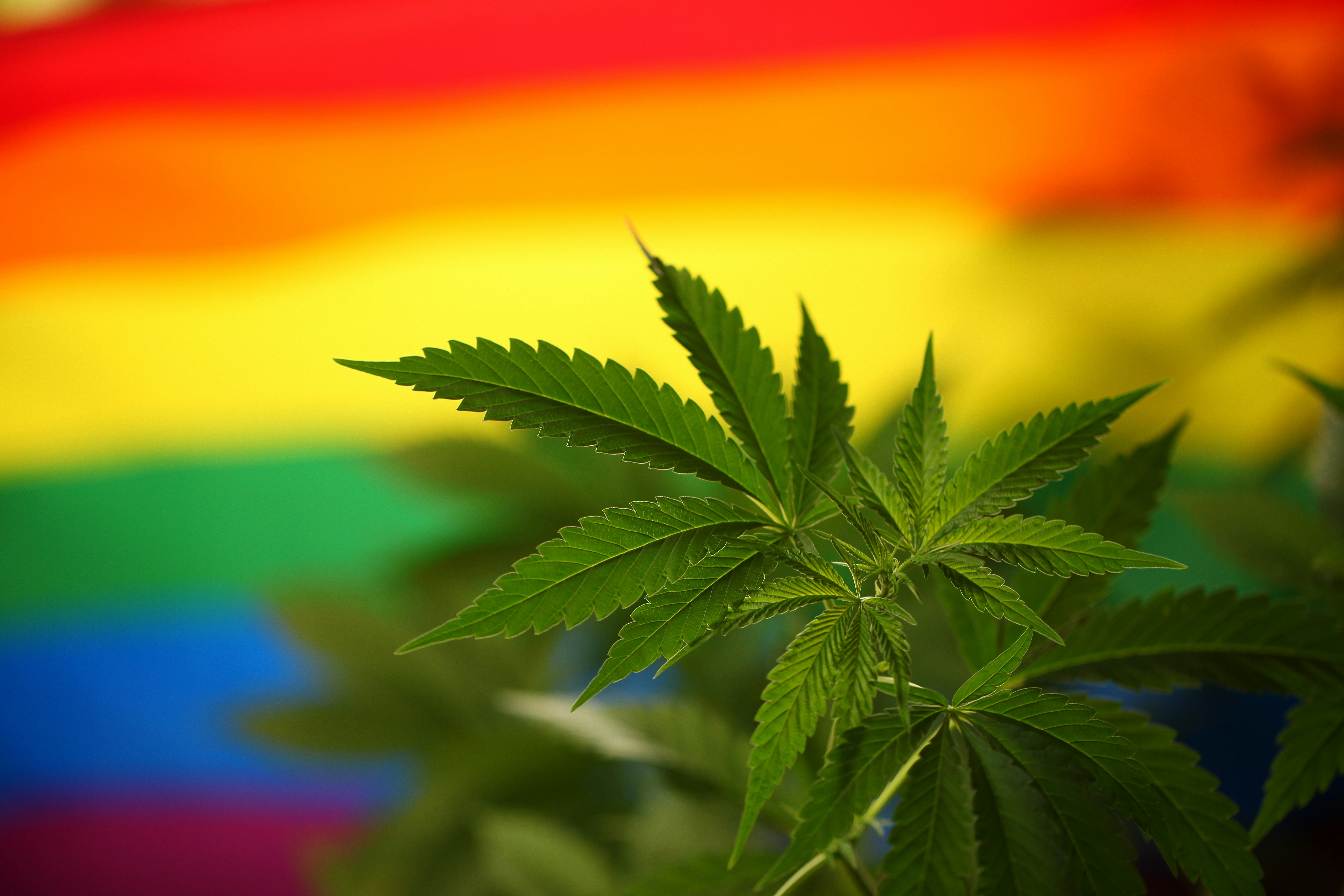 The Intersection of LGBTQIA+ and Cannabis Culture