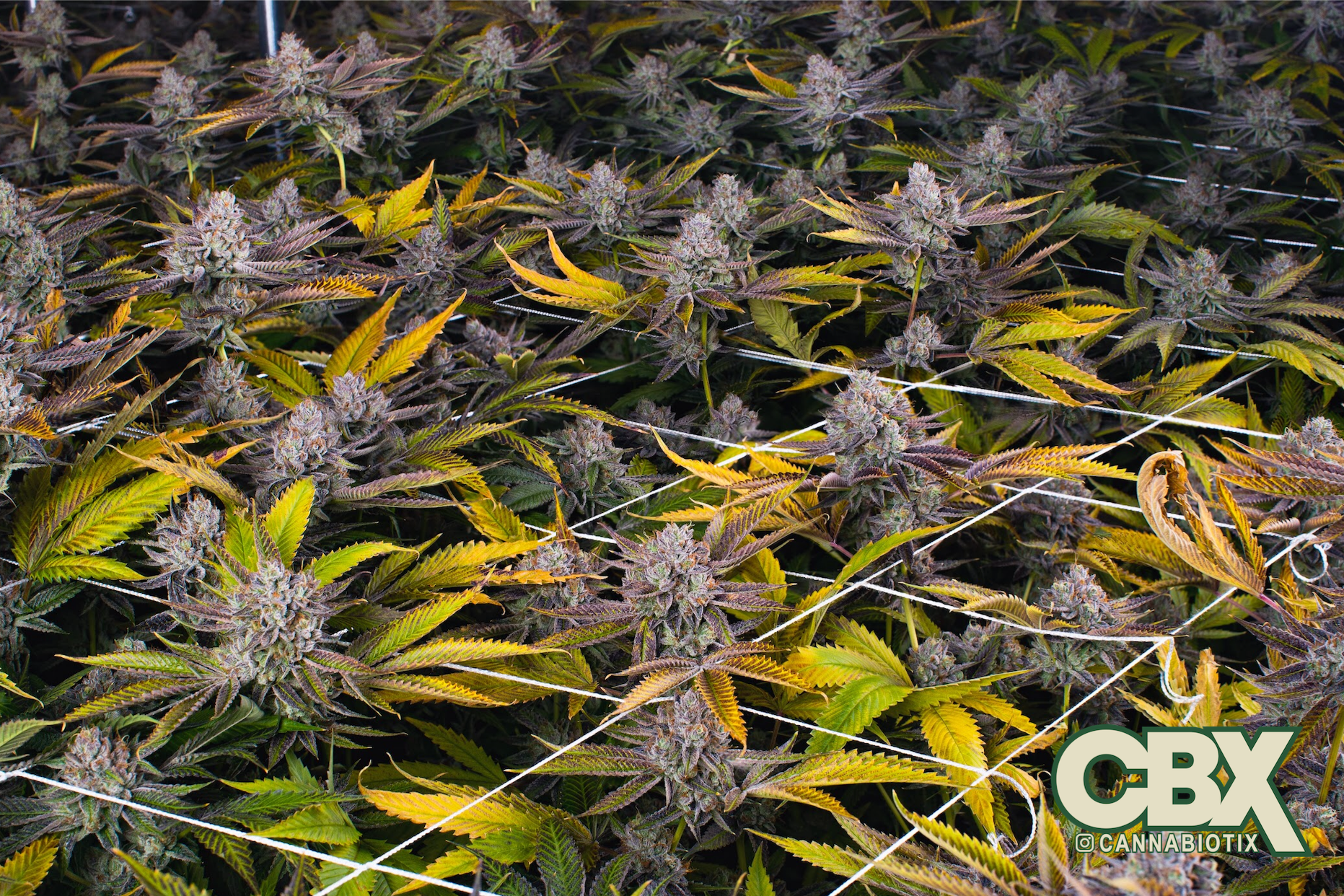 Cannabiotix Homecoming: The Return of Good Weed