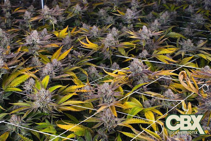 Cannabiotix Homecoming: The Return of Good Weed