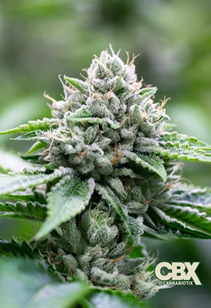 Cannabiotix Homecoming: The Return of Good Weed