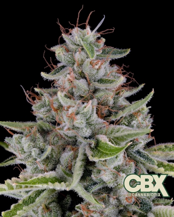 Cannabiotix Homecoming: The Return of Good Weed