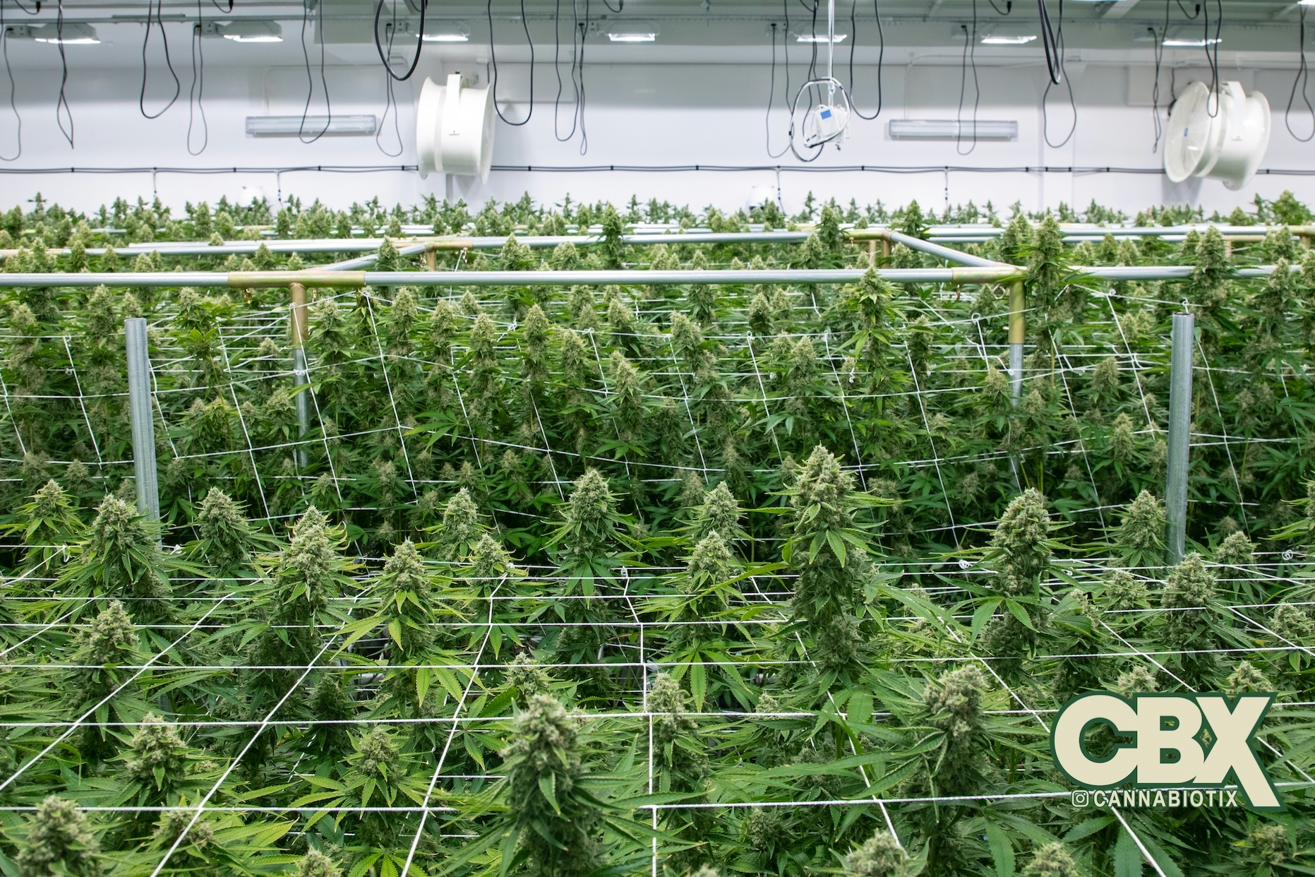 Cannabiotix Homecoming: The Return of Good Weed