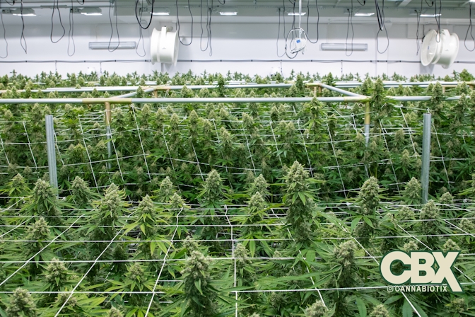 Cannabiotix Homecoming: The Return of Good Weed