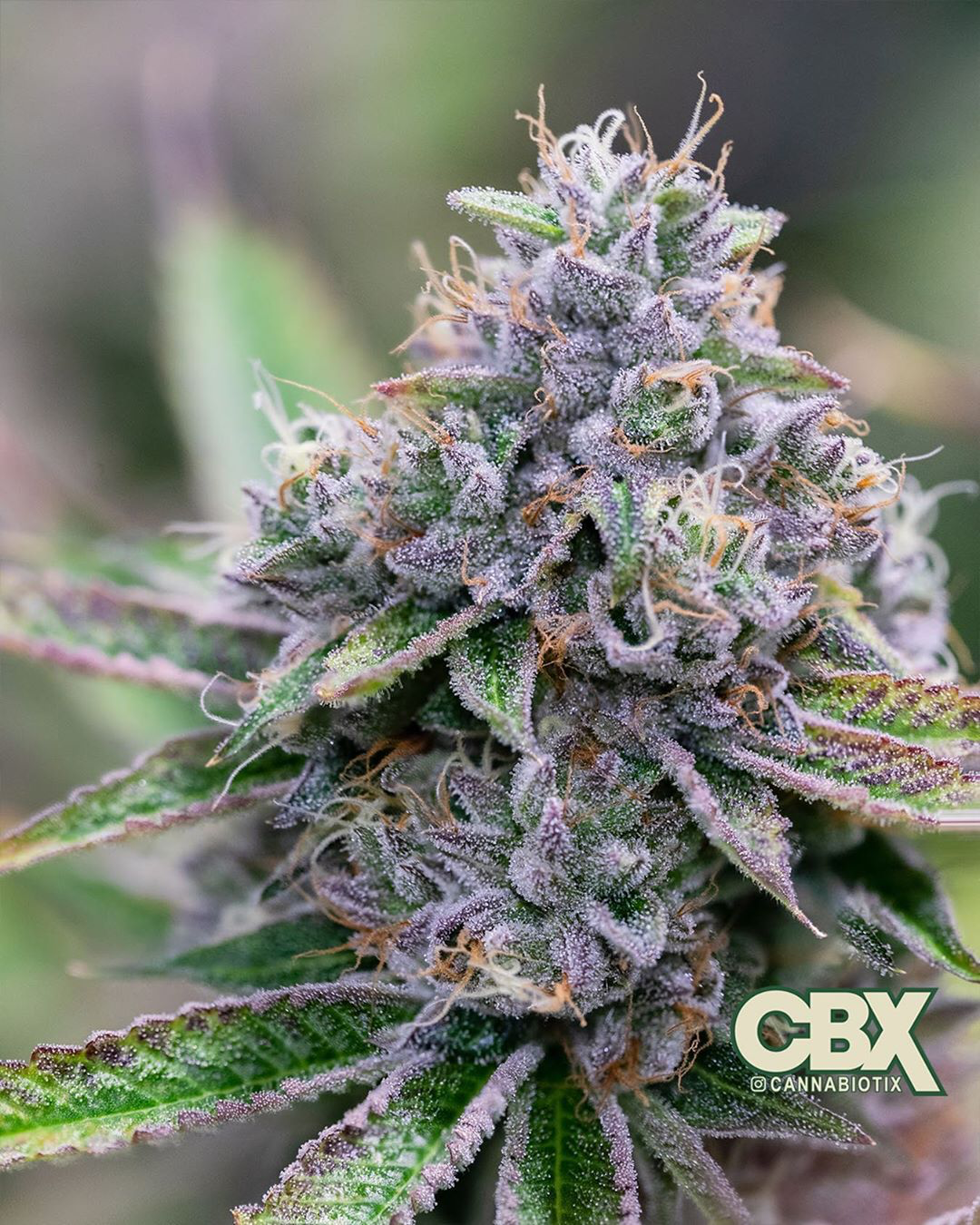 Cannabiotix Homecoming: The Return of Good Weed
