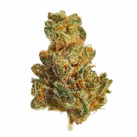 Best Weed Strains for Nausea