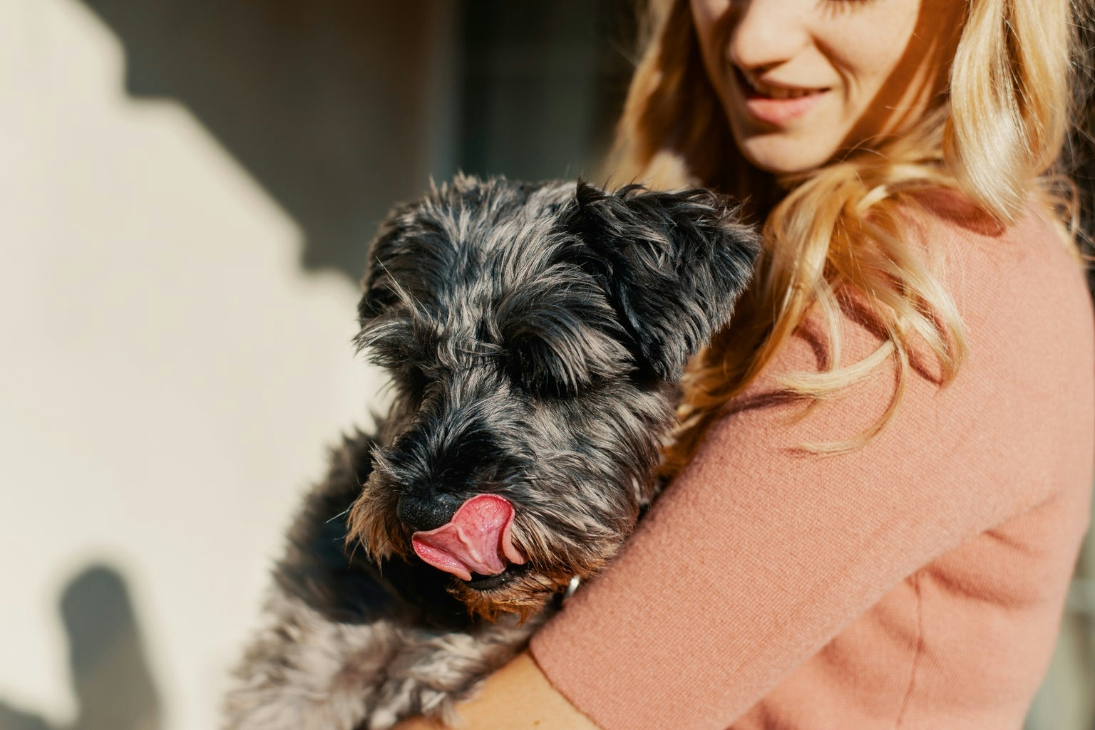 best cbd oil for dogs with allergies