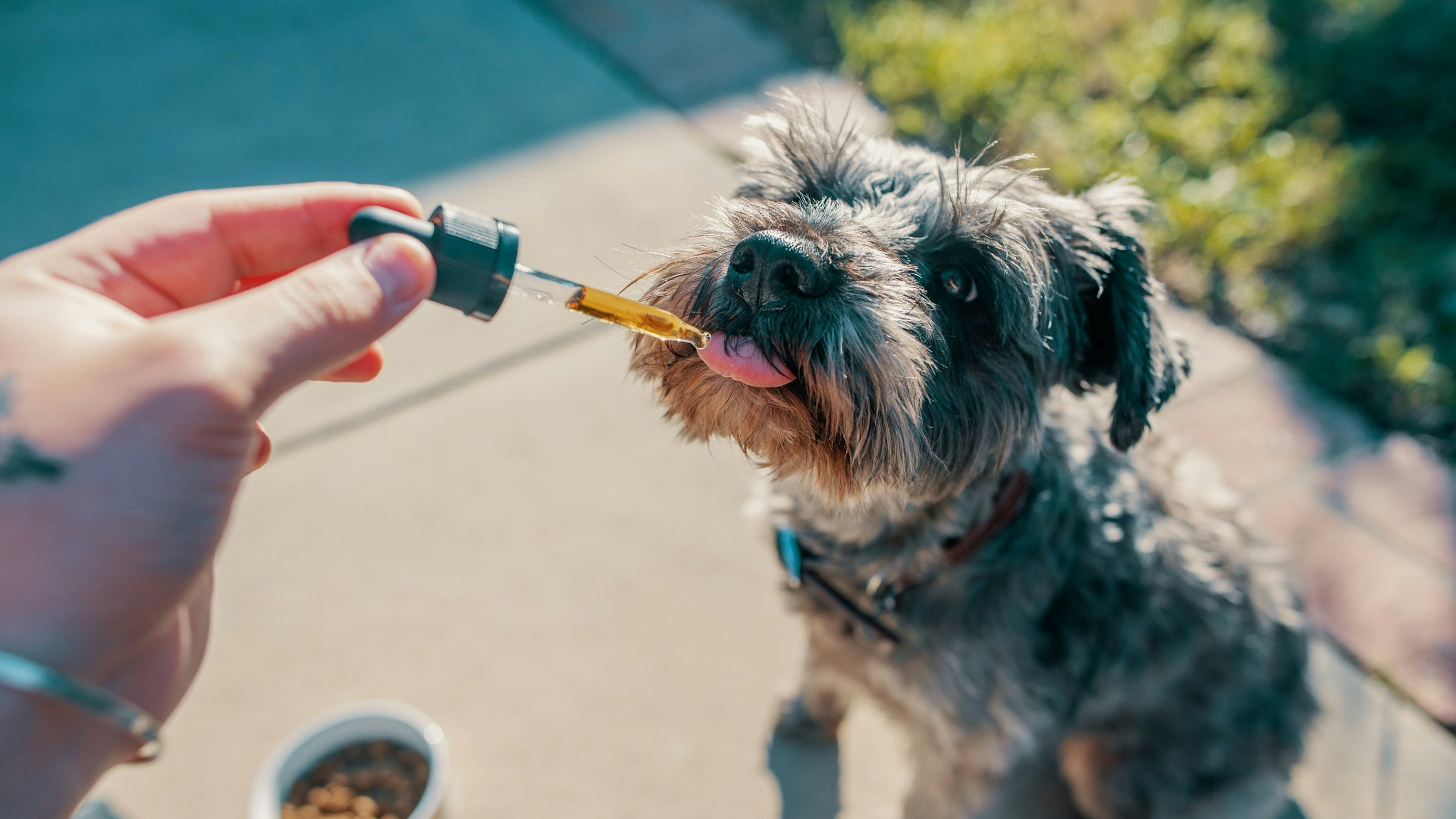 The 15 Best CBD Oils for Dogs: 2021 Buyers Guide | Herb