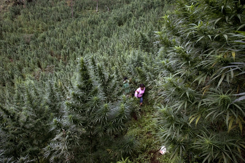 Landraces: The Holy Grail Of Cannabis?