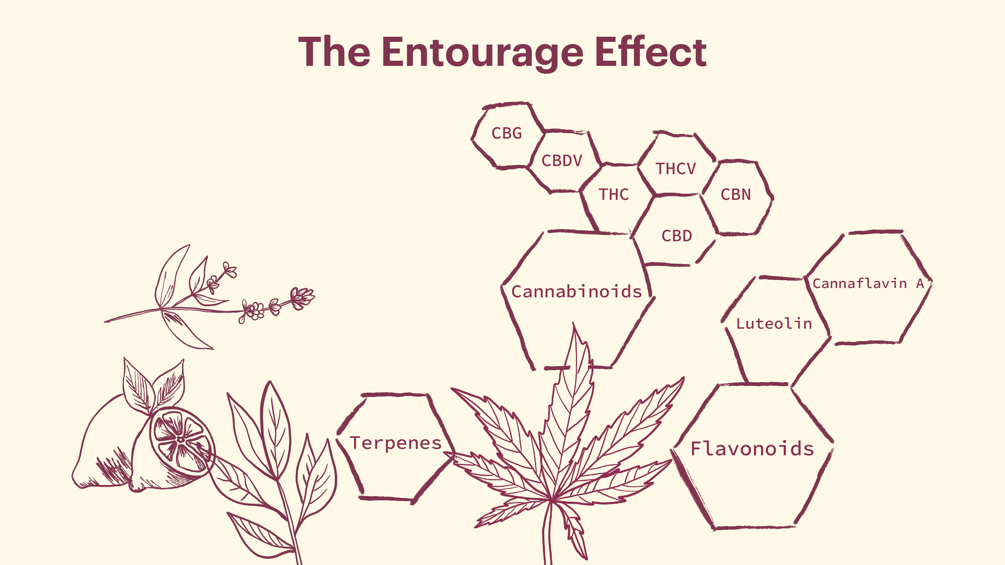 Cannabis Distillate vs. Full Spectrum: Everything You Need To Know